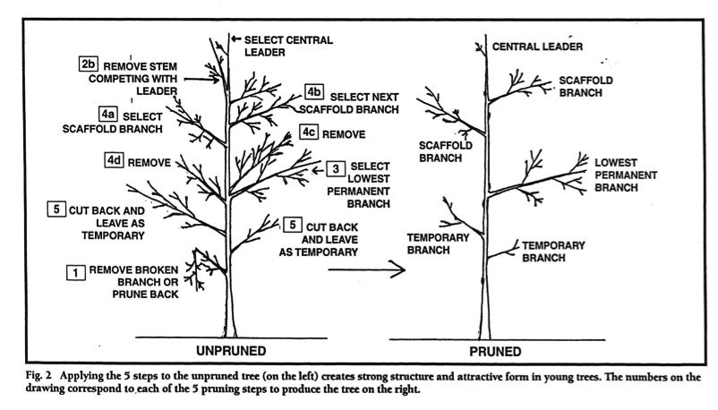How do you prune trees by season?